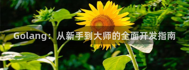 恒盛娱乐：Golang：从新手到大师的全面开发指南